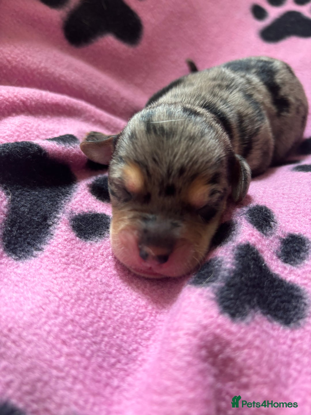 Mixed Breed dogs for sale: Unique mixed breed - Image 2