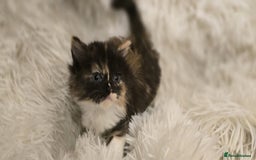 Maine Coon cats for sale: Amazing Maine coin babies  - Image 2