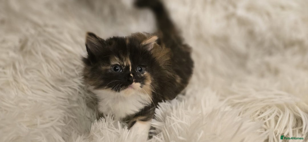 Maine Coon cats for sale: Amazing Maine coin babies  - Image 2