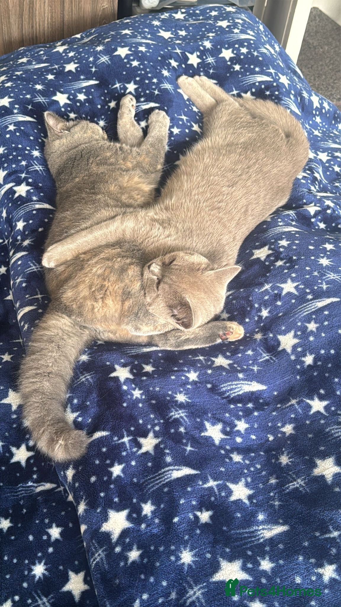British Shorthair cats 2 british shorthair - Advert 4