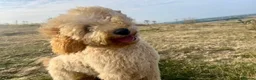 Australian Labradoodle dogs for sale: Multigenerational Australian Labradoodle  in Leicester - Advert 6