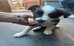 Mixed Breed dogs for sale: Border colllie/bearded collie pups  - Image 26