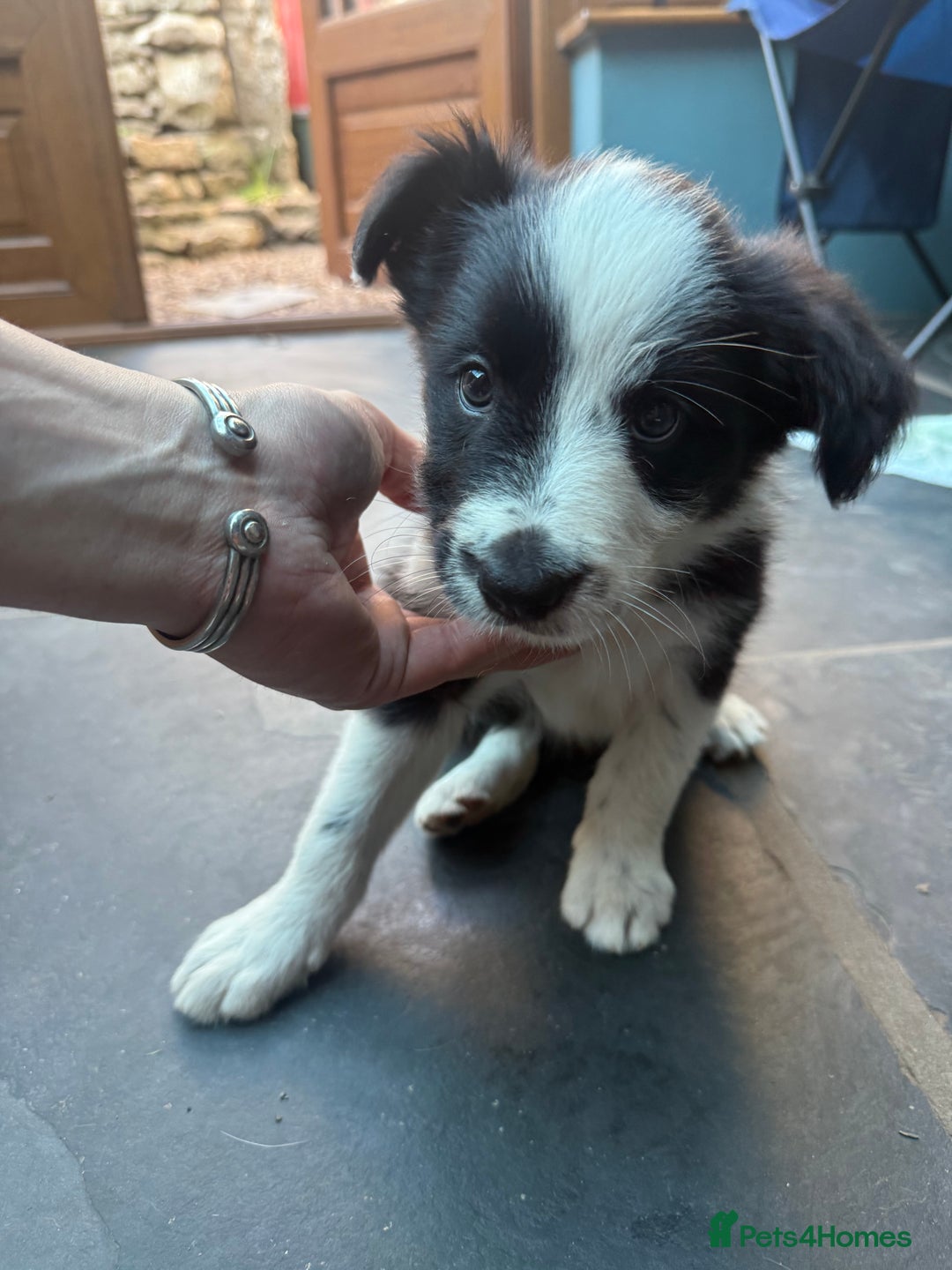Mixed Breed dogs for sale: Border colllie/bearded collie pups  - Image 26