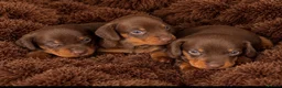 Dachshund dogs for sale: Miniature dachshund puppy  - Advert 8