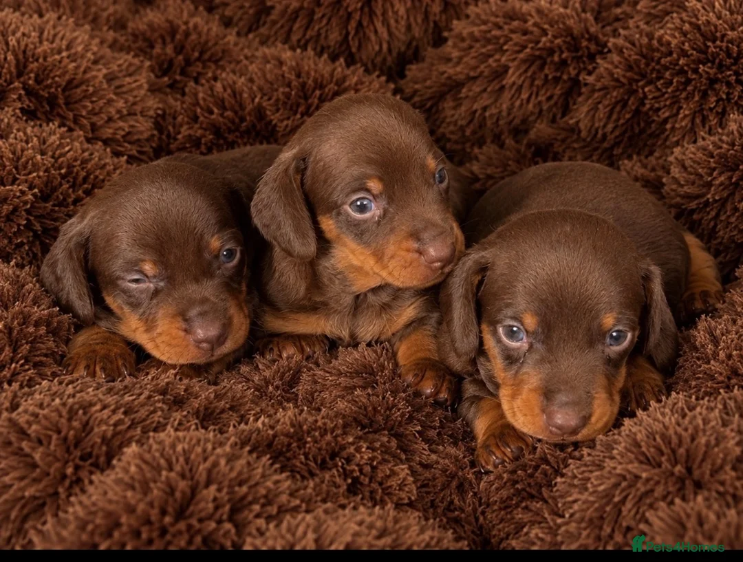 Dachshund dogs for sale: Miniature dachshund puppy  - Advert 8