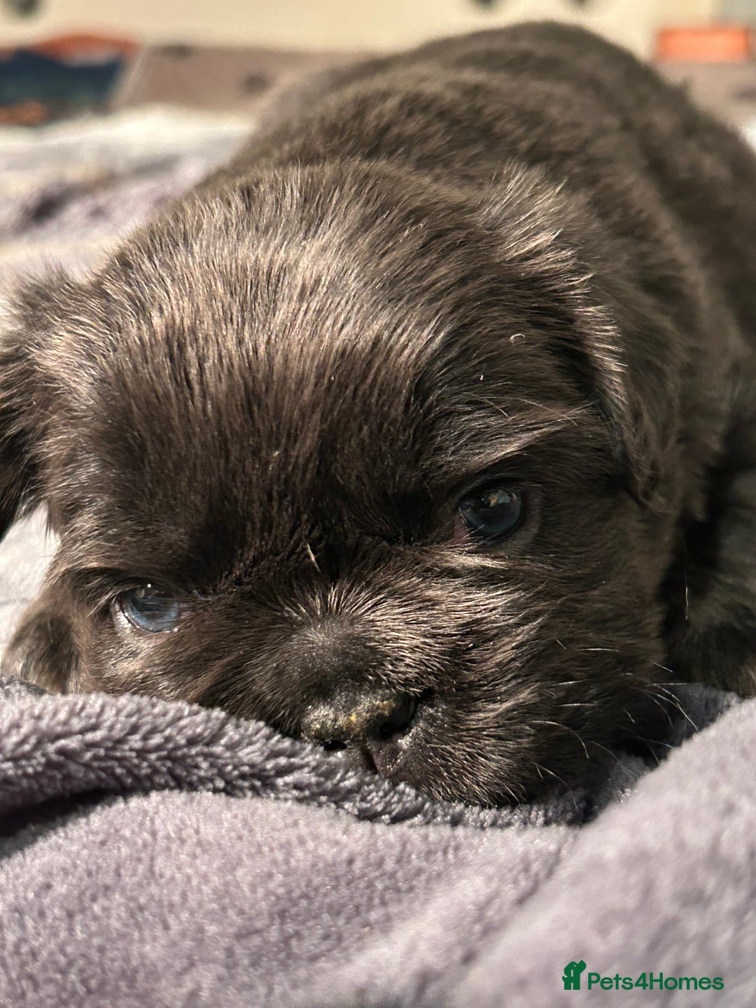 French Bulldog dogs for sale: 🐾🔥 Fluffy French bulldogs 🔥🐾 - Advert 12