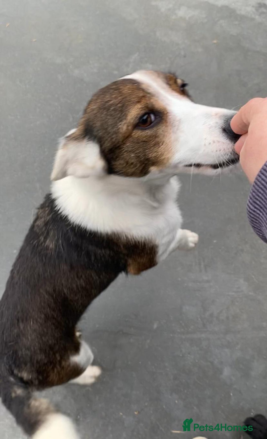 Mixed Breed dogs for adoption: Dorrie, 5 years approx. Available for adoption. - Advert 1