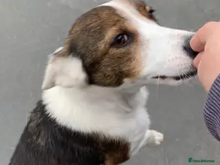 Mixed Breed dogs Dorrie, 5 years approx. Is reserved STC. - Advert 10