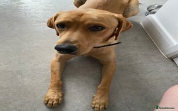 Labrador Retriever dogs for sale: Labrador - Image 3