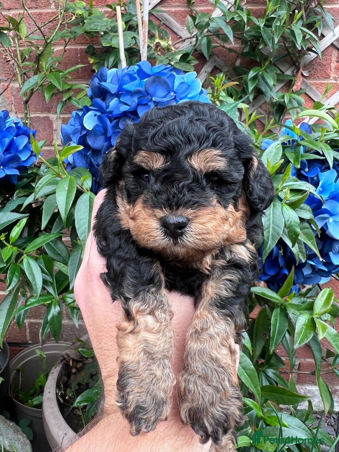 Toy Poodle dogs for sale: KC Tiny Perfect phantom poodles+colours - Image 5