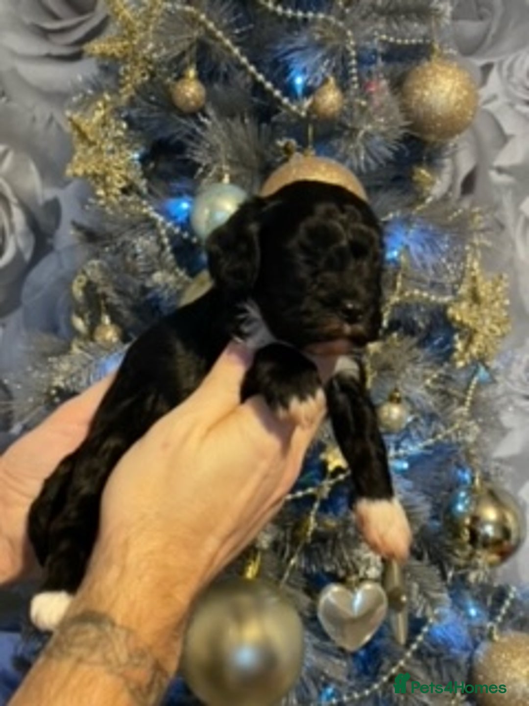 Cavapoo dogs for sale: F1 Cavapoo puppies 1 male 2 females - Advert 8