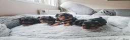 Yorkshire Terrier dogs for sale: Mini Yorkshire terrier puppies  in Nottingham - Advert 7