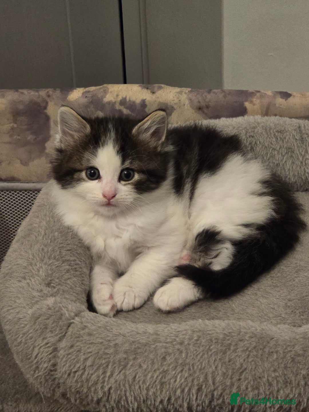 Ragdoll cats for sale: Fluffy kittens Ragdoll x - Image 7