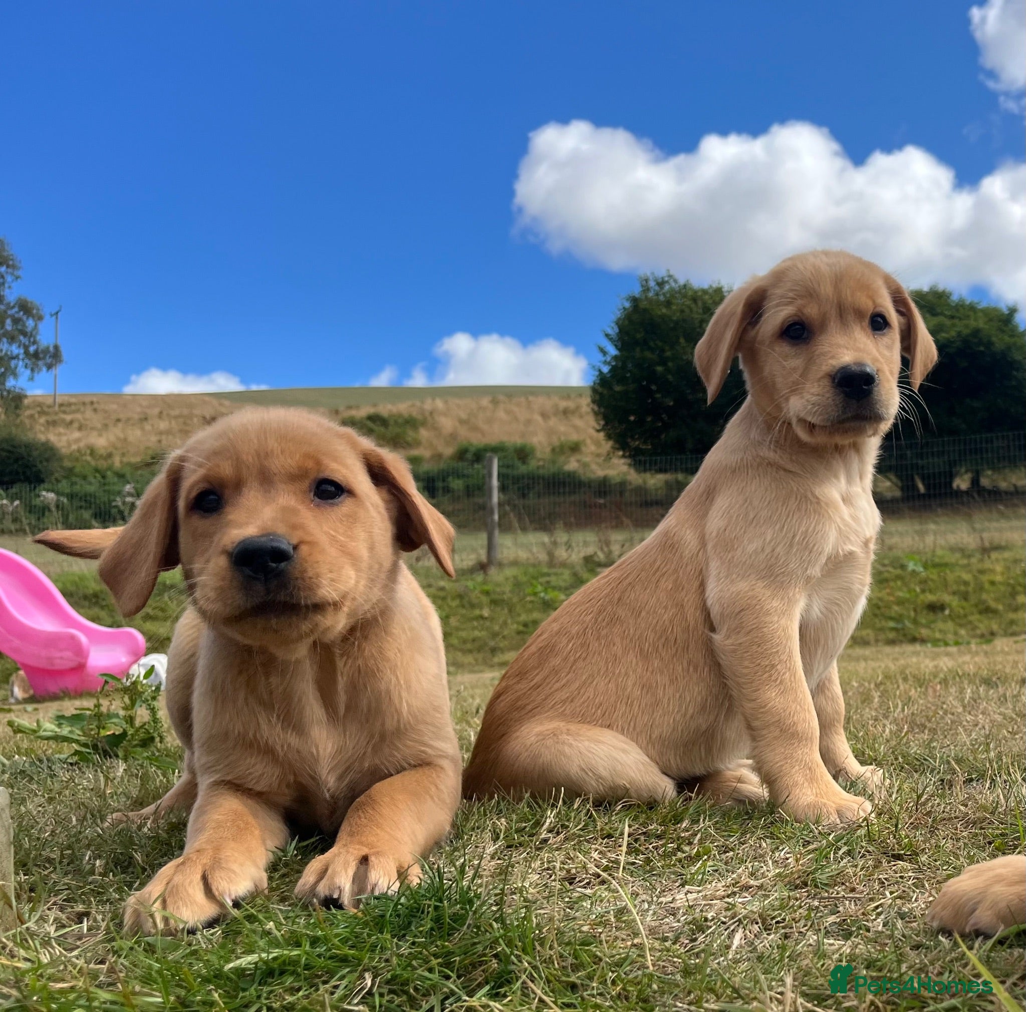 Goldador dogs Beautiful Goldador Puppies - Advert 1