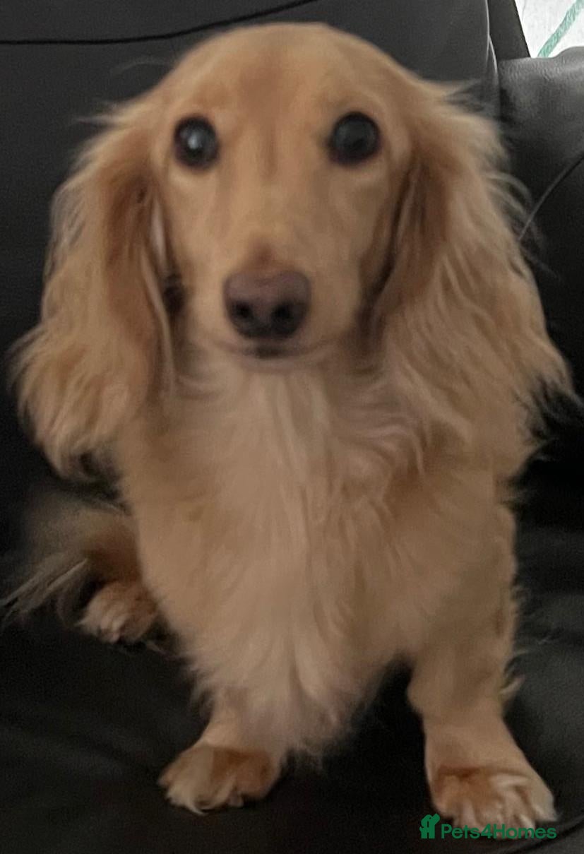 Dachshund dogs 🐾 MEET CHARLIE — A GORGEOUS DACHSHUND BOY! 🐾 - Advert 1