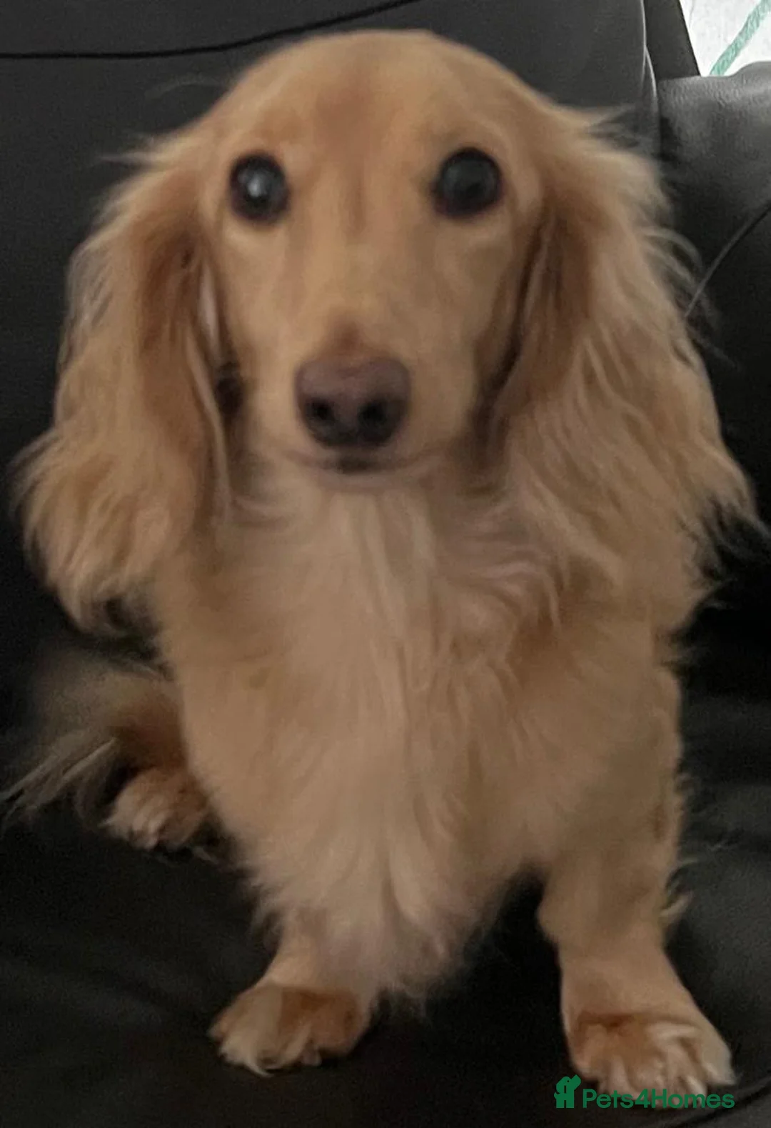 Dachshund dogs for adoption: 🐾 MEET CHARLIE — A GORGEOUS DACHSHUND BOY! 🐾 in Peterborough - Advert 1