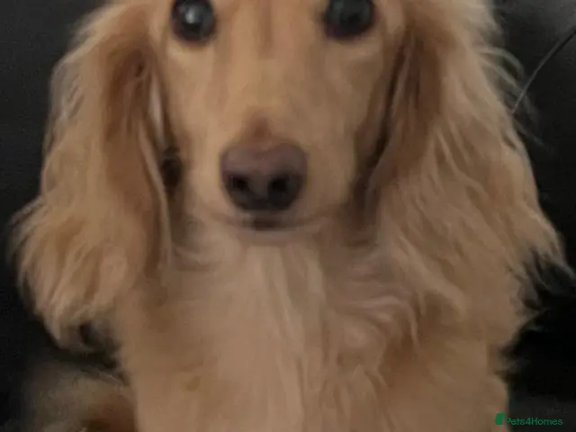 Dachshund dogs for adoption: 🐾 MEET CHARLIE — A GORGEOUS DACHSHUND BOY! 🐾 - Advert 3