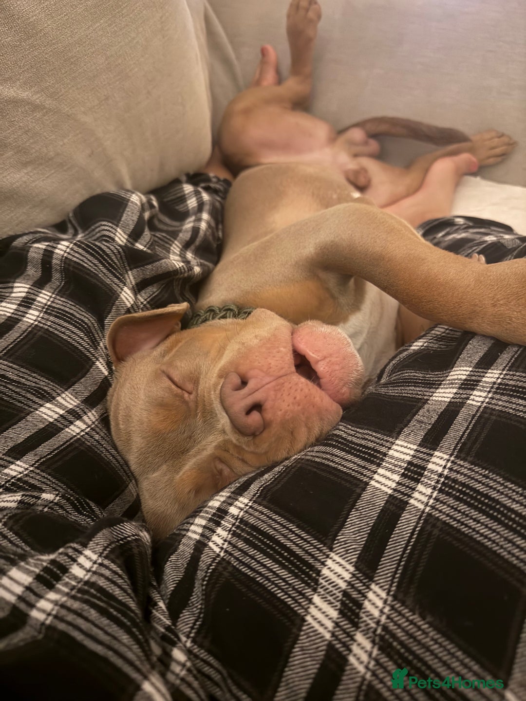 Mixed Breed dogs for sale: Beautiful American Bulldog x for Rehome - Image 6