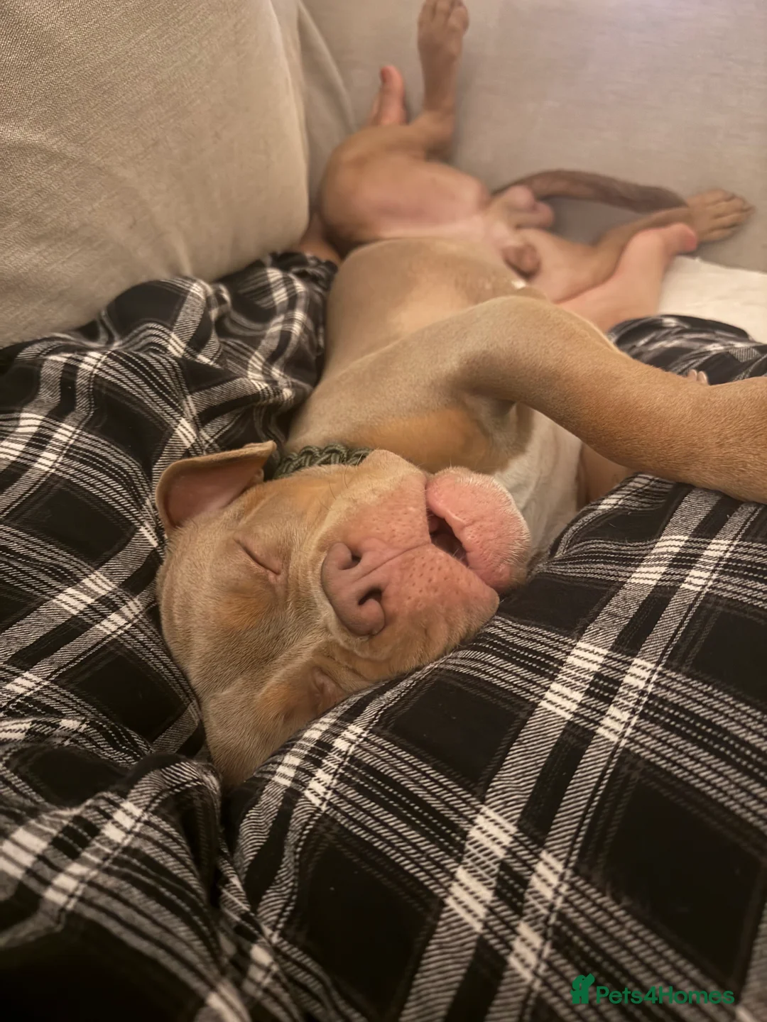 Mixed Breed dogs for sale: Beautiful American Bulldog x for Rehome - Advert 6