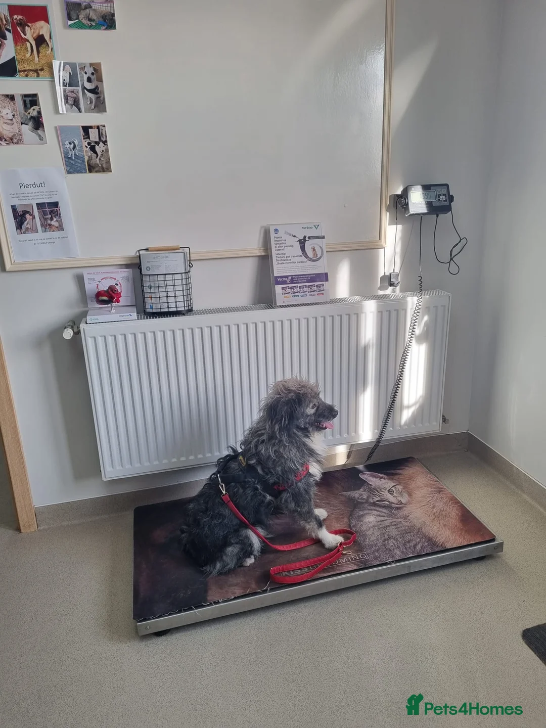 Mixed Breed dogs for sale: STORMY – s Superb young boy for a Loving Home - Advert 8