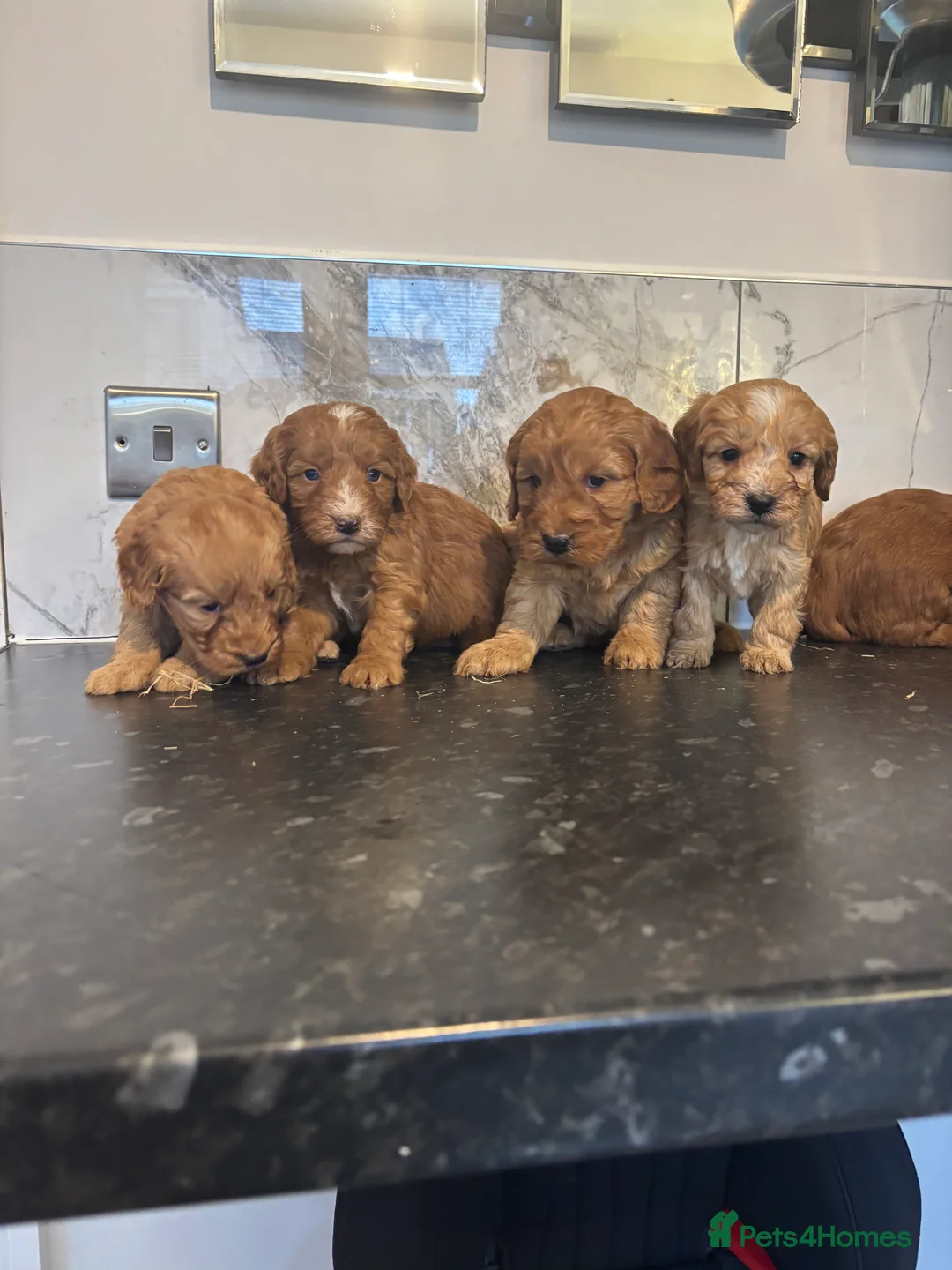 Maltipoo dogs for sale: Teddy bear maltipoo puppies (toy poodle) - Advert 4