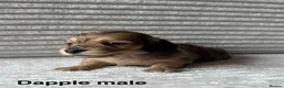 Miniature Dachshund dogs for sale: Beautiful Long-Haired Miniature Dachshund Puppies in Saint Austell - Advert 3