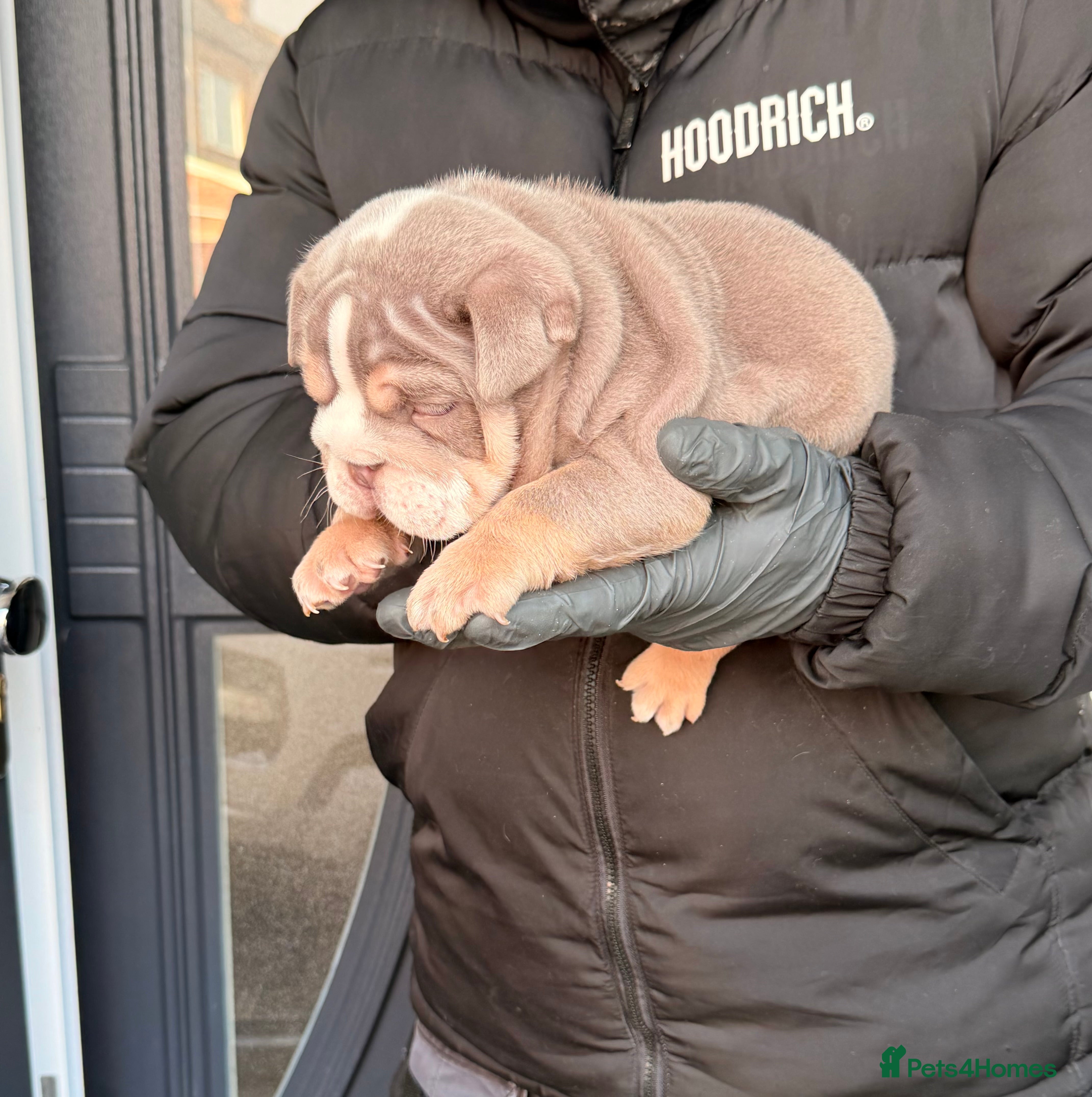 English Bulldog dogs Stunning posherbulls Turkish pups (last pup left) - Advert 6