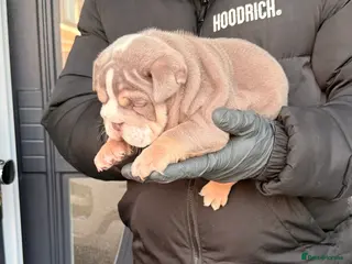 English Bulldog dogs Stunning posherbulls Turkish pups (last pup left) - Advert 1