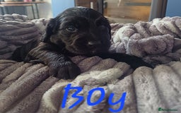Cocker Spaniel dogs for sale: Working cocker spaniels 4 weeks old - Image 8