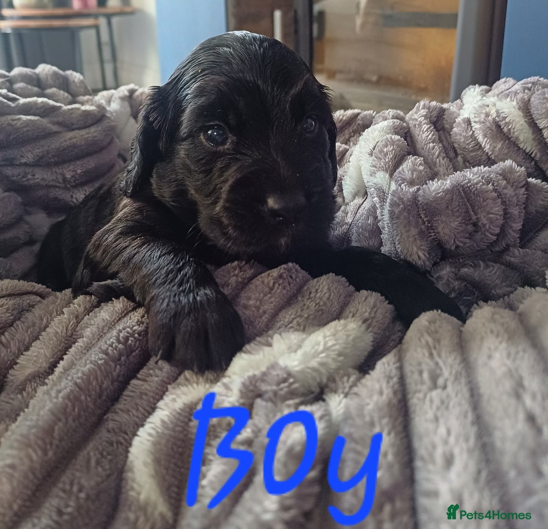 Cocker Spaniel dogs for sale: Working cocker spaniels 4 weeks old - Image 8