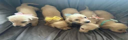 Miniature Dachshund dogs for sale: Cream Long Haired Pups KC - Advert 1