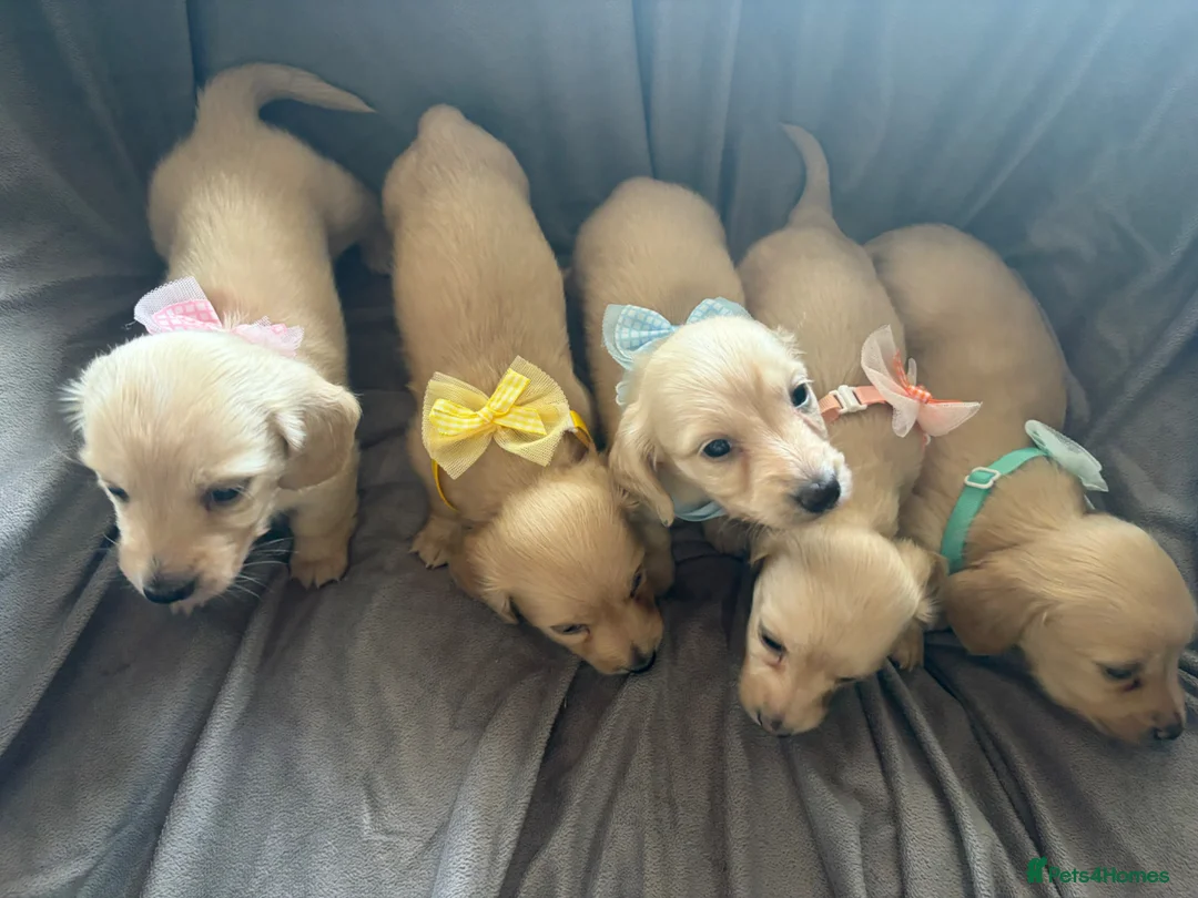 Miniature Dachshund dogs for sale: Cream Long Haired Pups KC - Advert 1