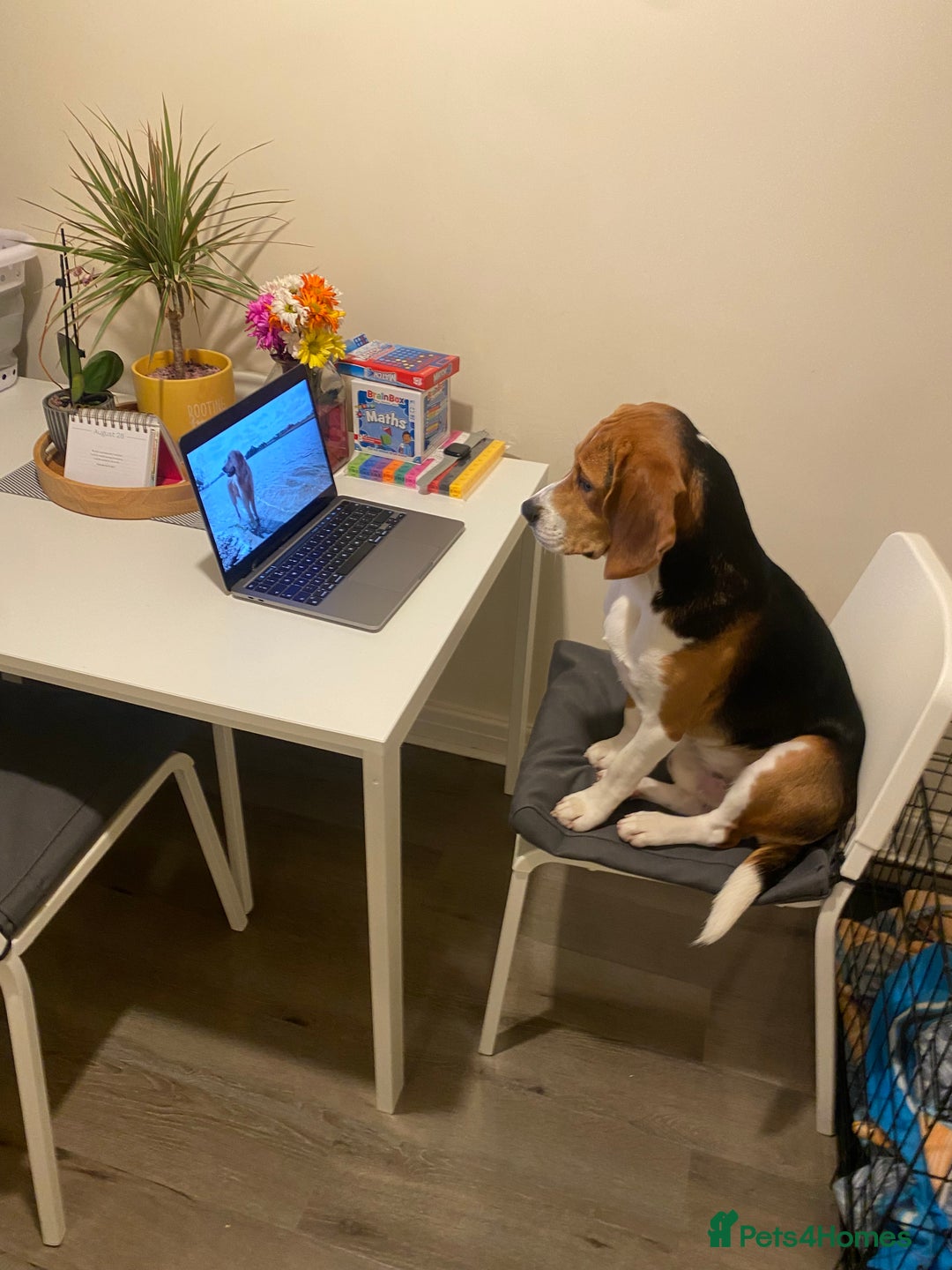 Beagle dogs for stud: Pablo The Beagle STUD in Bolton - Advert 14