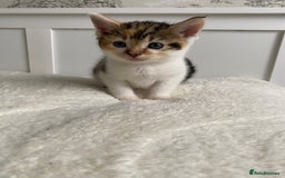 Domestic Shorthair cats for sale: Seven kittens available  - Image 5