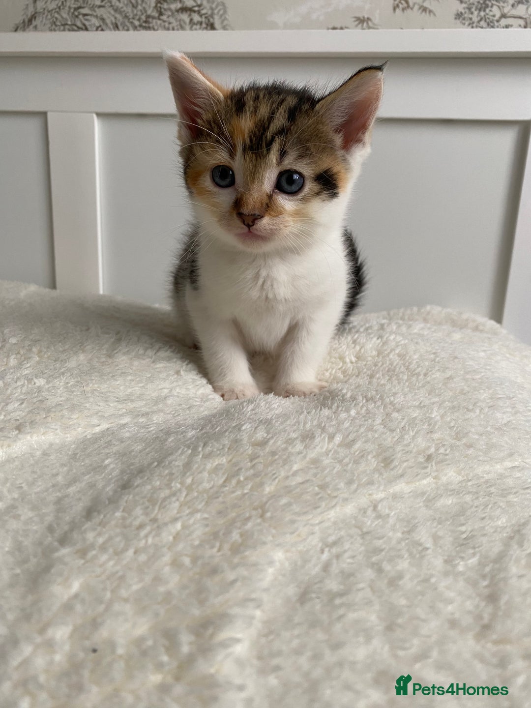 Domestic Shorthair cats for sale: Seven kittens available  - Image 5