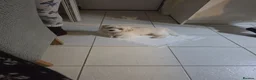 Malshi dogs for sale: 5 Months Old Malshi in Bootle - Advert 12