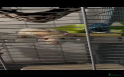 Rat rodents for sale: Free 2 female pet rats and cage  - Image 4
