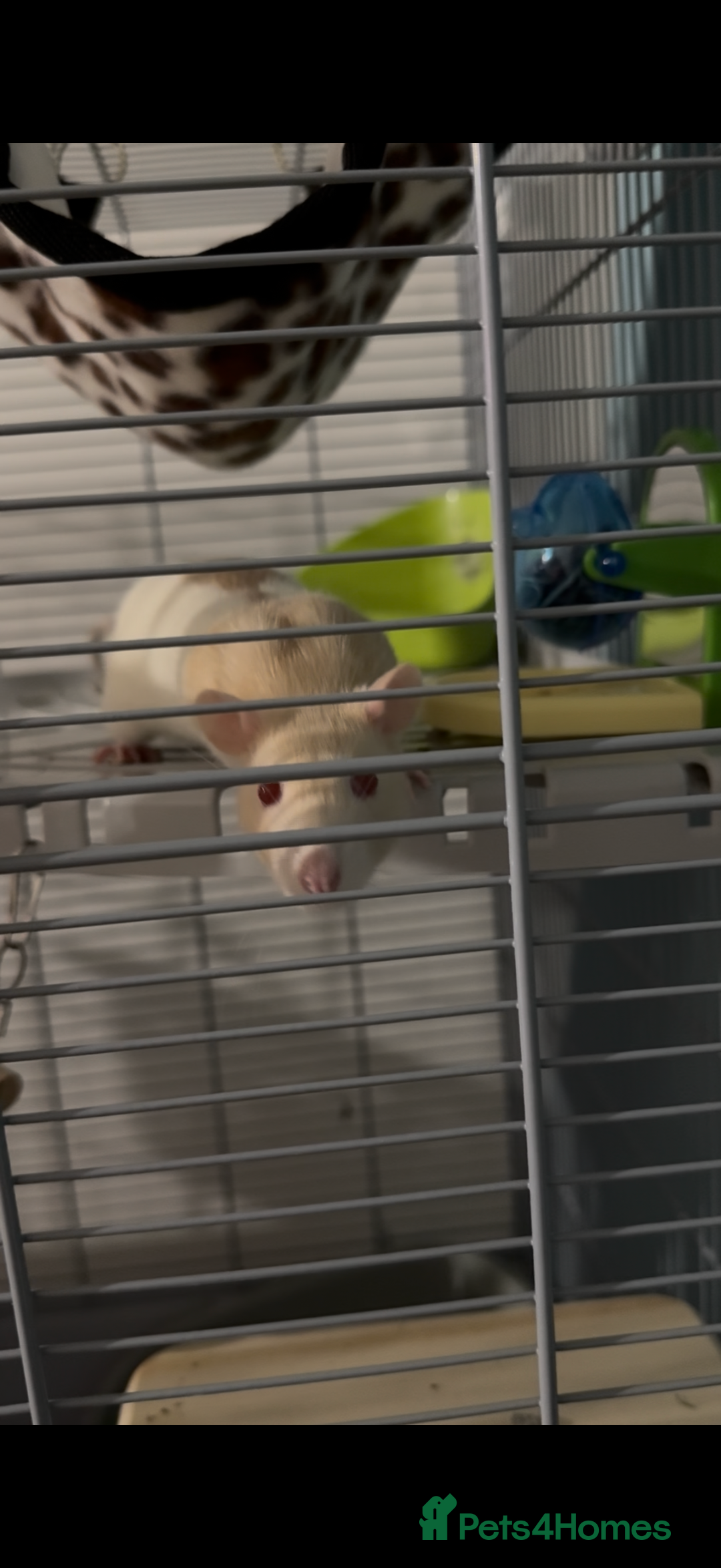 Rat rodents for sale: Free 2 female pet rats and cage  - Image 4