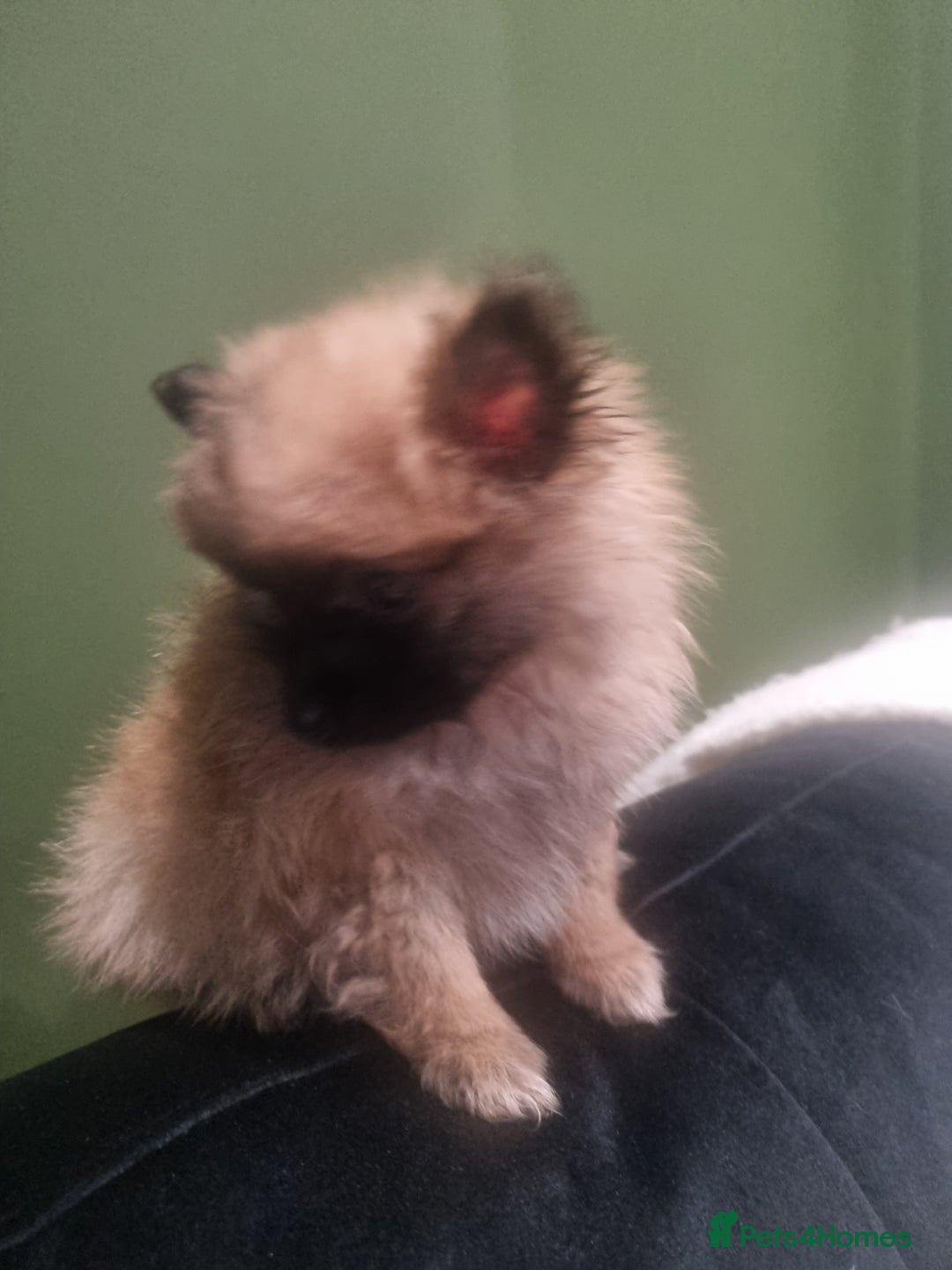 Pomeranian dogs for sale: Xxs Pomeraniums  - Image 28