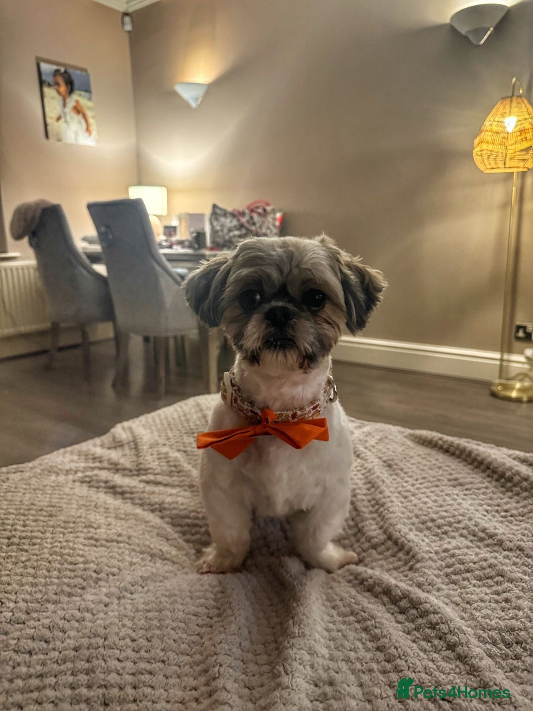 Shih Tzu dogs for stud: Imperial shih tzu stud ( miniature shih tzu )  - Advert 3