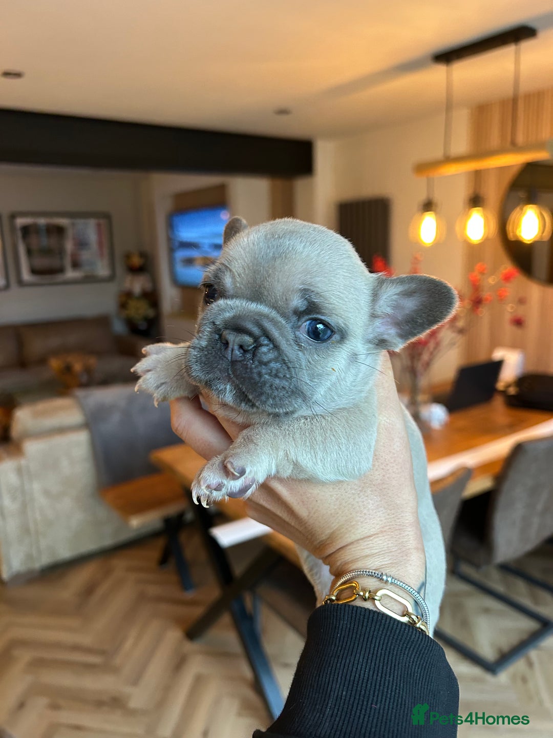 French Bulldog dogs for sale: Frenchies ⭐️ ready 24/12/2025 - Advert 7