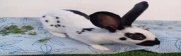 English rabbits for sale: Yurvac vaccinated baby English rabbit, ready now! - Advert 4