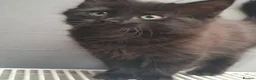 British Longhair cats for sale: Cute fluffy black/ brown kittens  - Advert 14