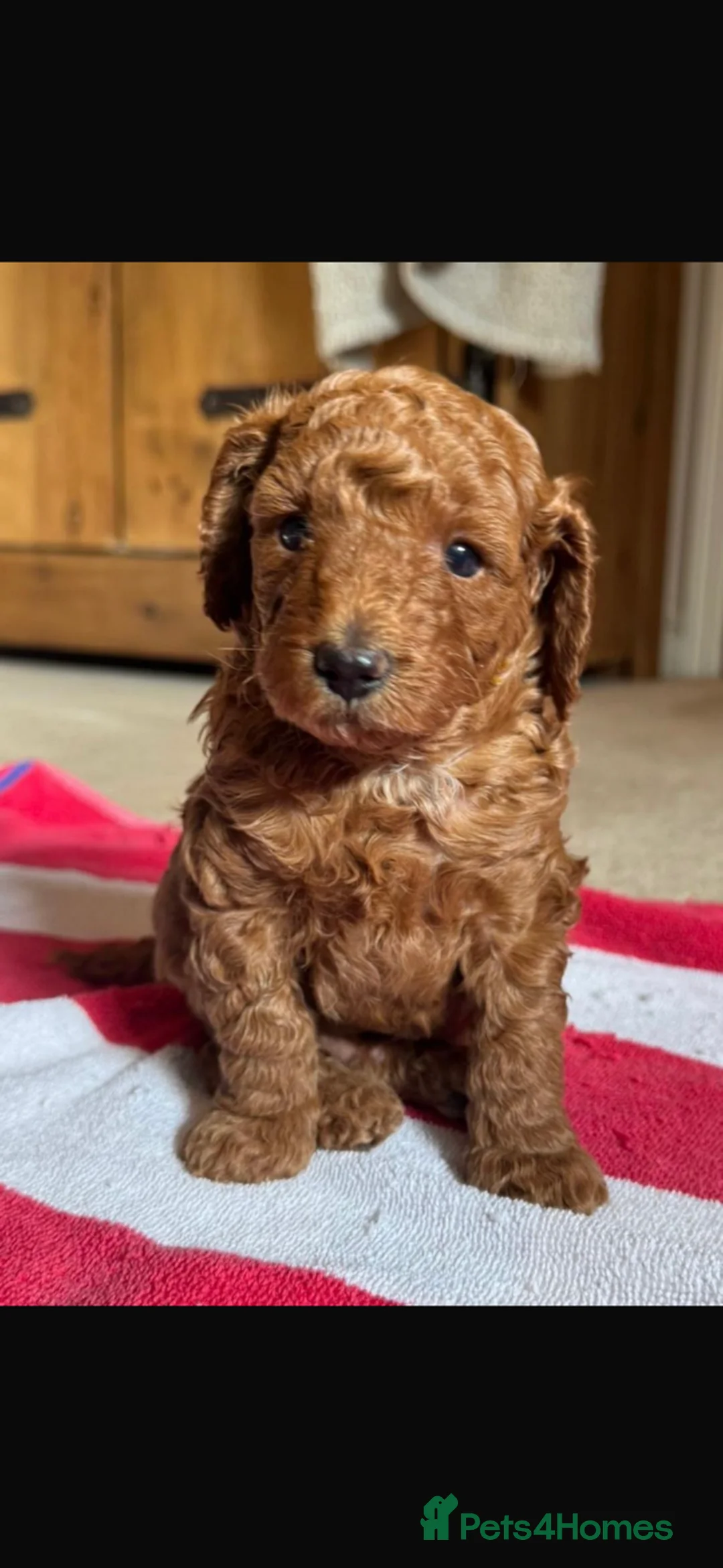 Miniature Poodle dogs for sale: Exceptional deep red mini poodles - Advert 5