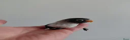 Lovebirds birds for sale: Cute little lovebirds babies  - Advert 8
