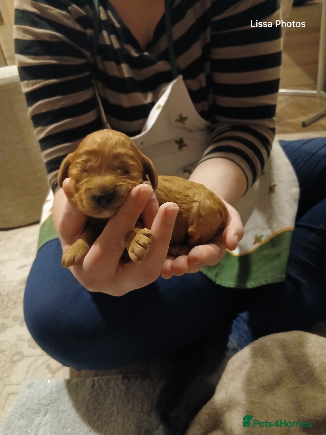 Cockapoo dogs for sale: Cockapoo puppies Ready 14th Feb - Advert 8