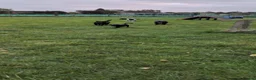 Cocker Spaniel dogs for sale: 5 yr old cocker spaniel  in Sleaford - Advert 3