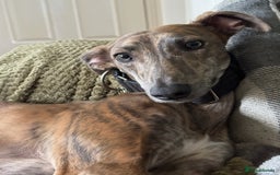 Lurcher dogs for sale: Dougie - 2yr Old Lurcher - Image 1