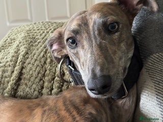 Lurcher dogs for sale - Advert 1