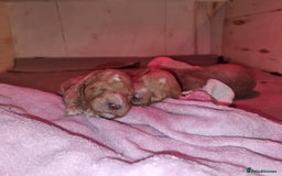 Australian Labradoodle dogs for sale: Australian Labradoodle Puppies  - Advert 21